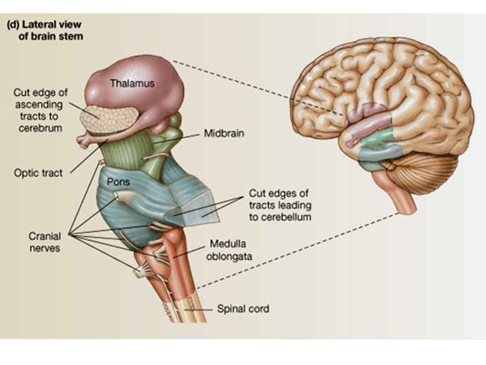 Ствол головного мозга включает отдел. Топография ствола головного мозга. Pons brainstem. Pons анатомия мозга. Таламус и ствол мозга.